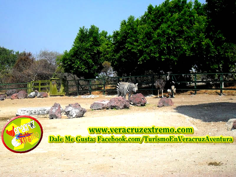 Tour a Africam Safari Saliendo De Veracruz y Xalapa