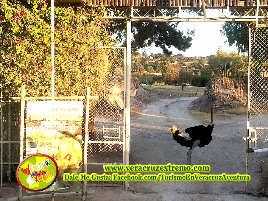 Reservación a Africam Safari Saliendo De Veracruz y Xalapa