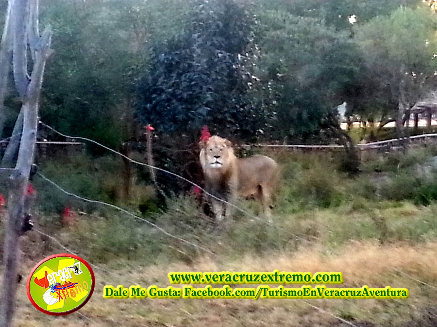 Viaje a Africam Safari Saliendo De Veracruz y Xalapa