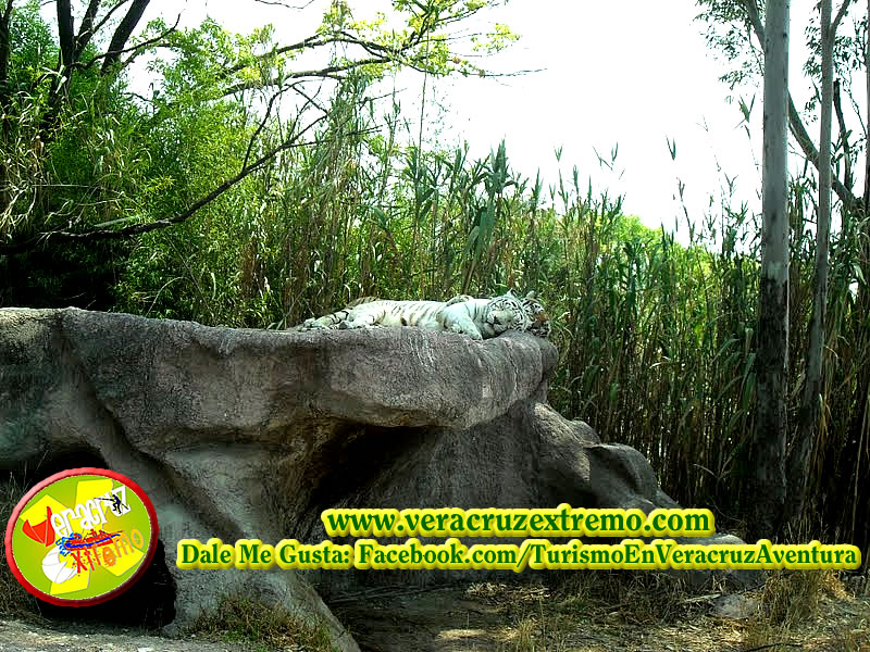 Viaje a Africam Safari Saliendo De Veracruz y Xalapa