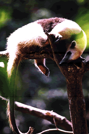Reserva Ecologica De Nanciyaga