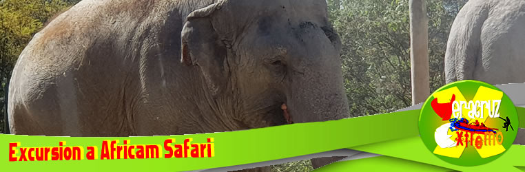 Excursiones a Africam Safari